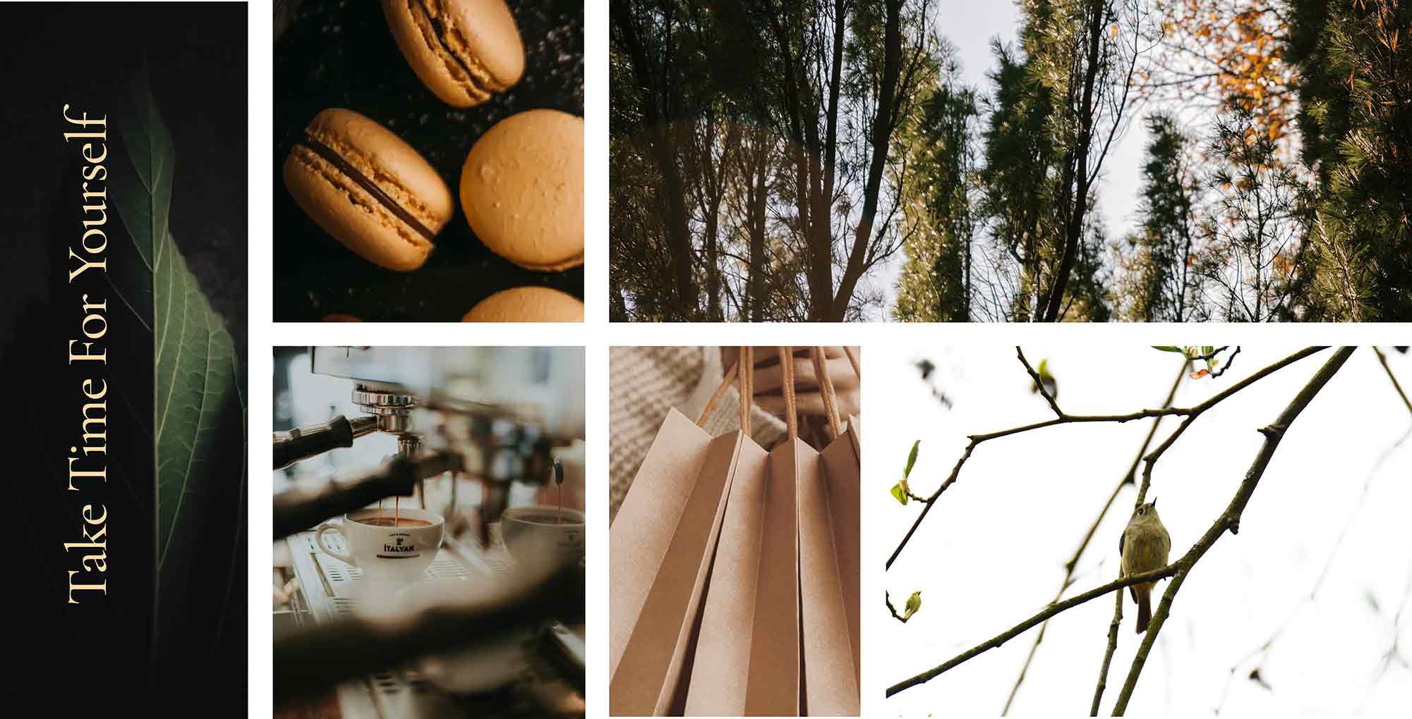 naomi5_sviva main pic 2001x851